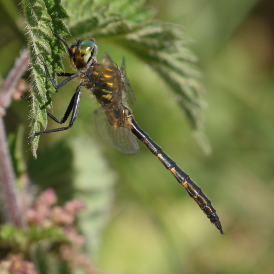 Somatochlora flavomaculata (Yellow-spotted Emerald) male 4.JPG